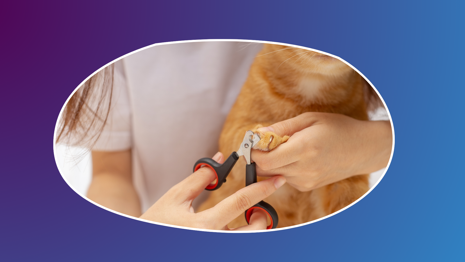 Picture of How to Trim Your Cat’s Nails Without Getting Scratched