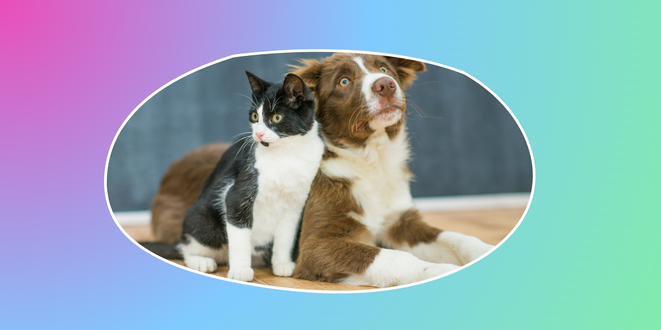 Removing Pet Urine Stains and Odors from Carpet and Hardwood Floors