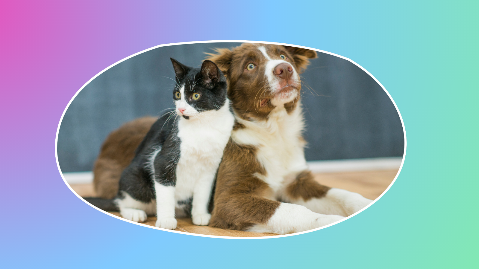 Removing Pet Urine Stains And Odors From Carpet And Hardwood Floors removing-pet-urine-stains-and-odors-from-carpet-and-hardwood-floors