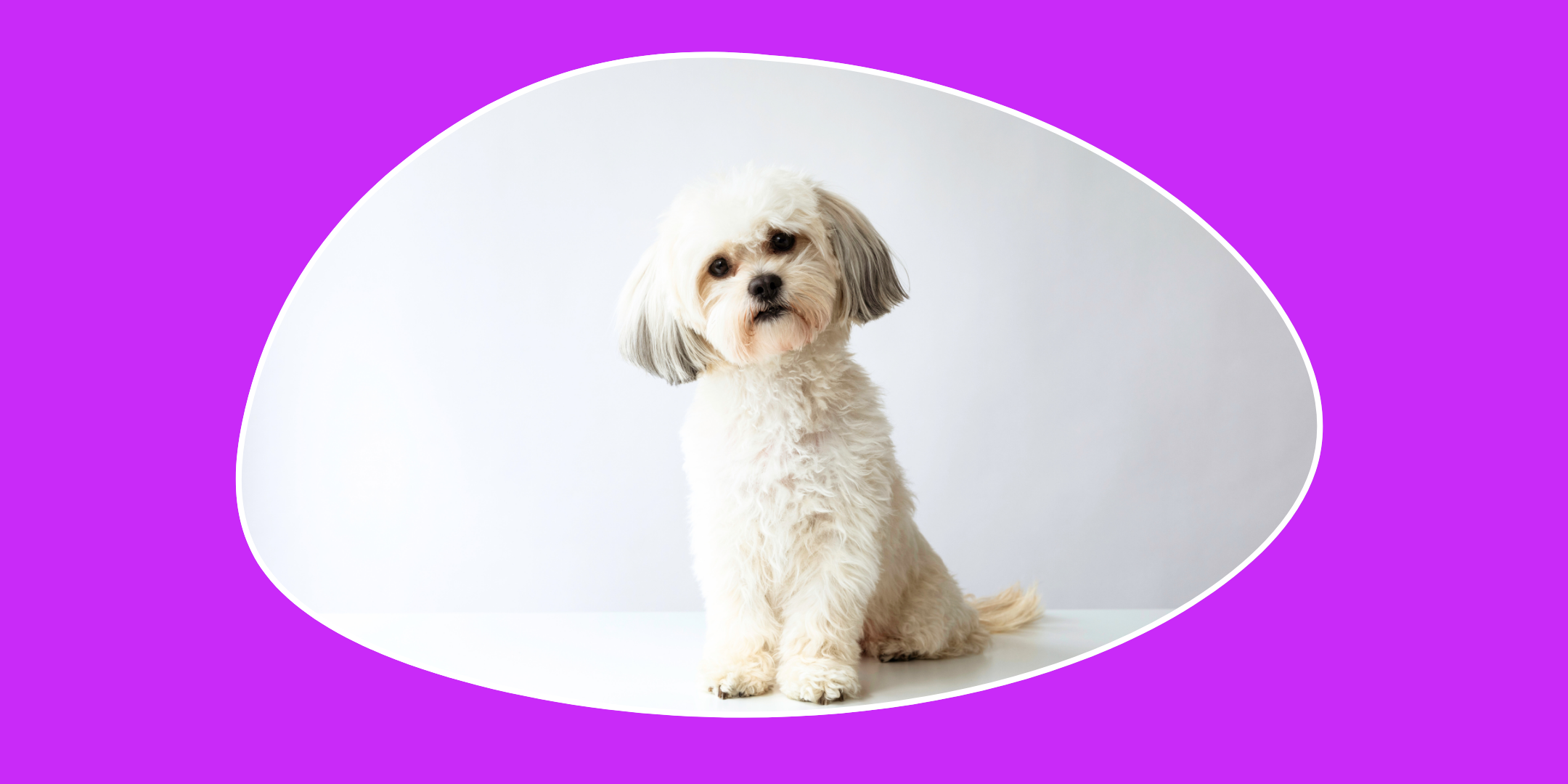 Choosing the Best Food for Your Pet: Vet Tips, Transitioning to New Dog Food & Salmon Oil Benefits